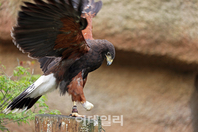 해리스 매. 사진은 2011년 서울대공원에서 공개했던 해리스 매 '금지'. (사진=서울대공원)