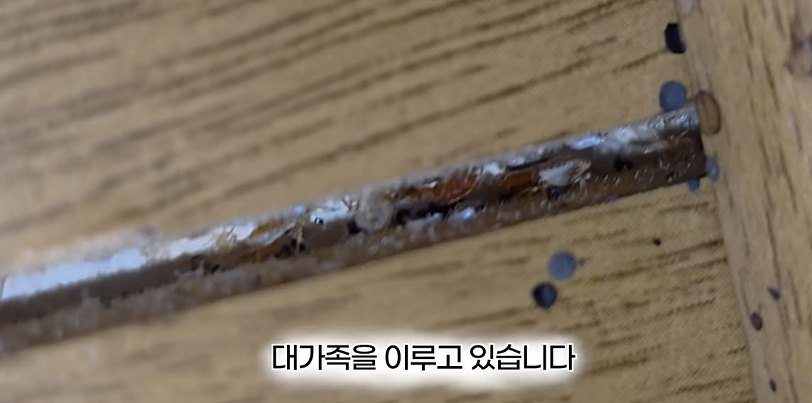 매트리스 등 사람 몸이 닿는 곳은 물론 빈대들은 벽 틈에 집단을 이루고 살아가는 것이 확인됐다. (사진=유튜버 다흑 캡처)