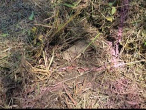합동참모본부는 29일 실시한 비무장지대(DMZ) 지뢰 폭발 관련 3일차 현장조사에서 발견된 북한의 수지(플라스틱) 반(反)보병지뢰 1발의 추가 사진을 공개했다. [합동참모본부 제공]