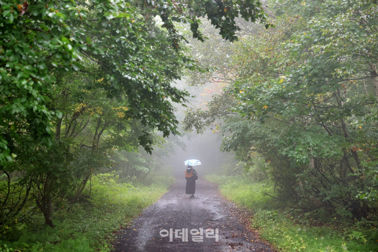 비와 안개가 짙어진 아와테현 앗피고원의 너도밤나무숲길을 여행객이 우산을 쓰고 걸어가고 있다.(사진=이데일리 강경록 여행전문기자)
