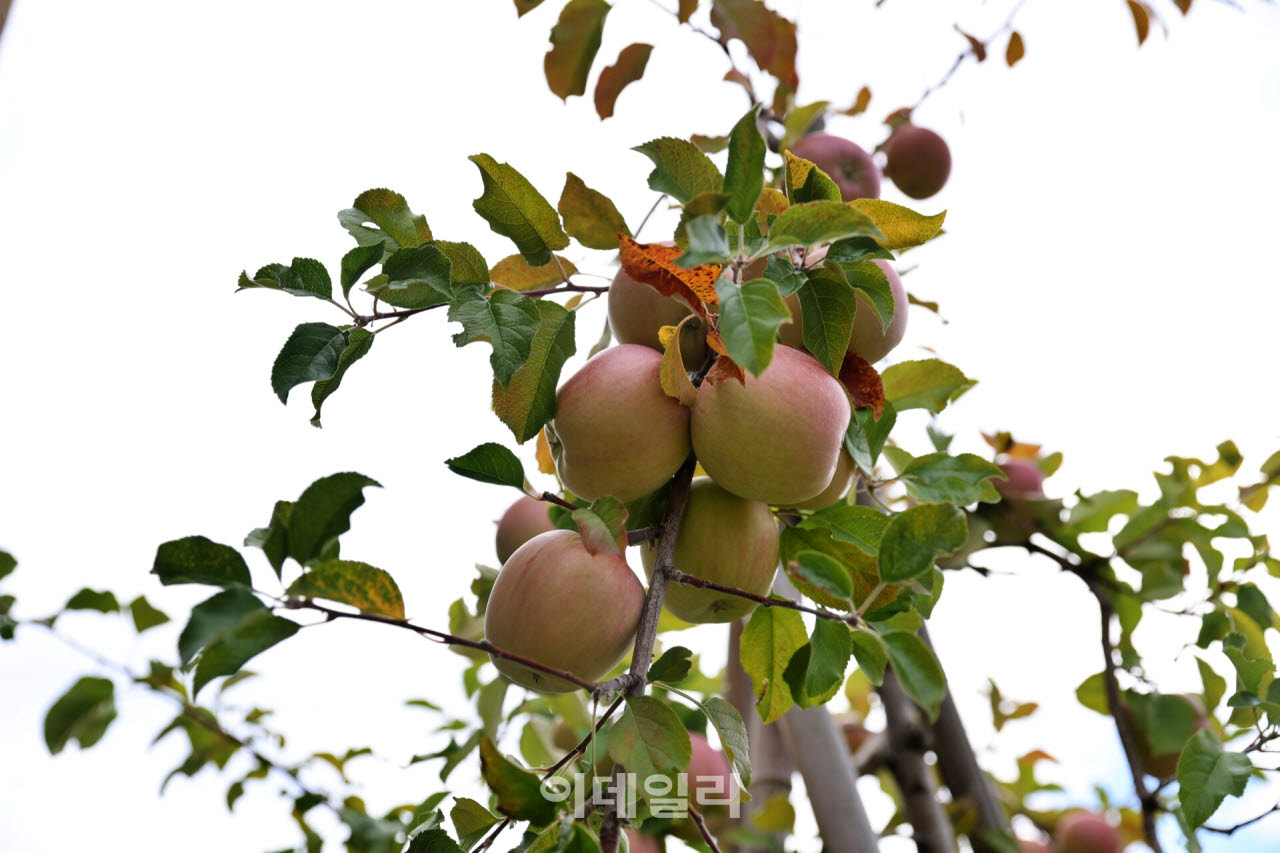 아오모리의 사과나무에 사과가 주렁주렁 매달려 있다. 아오모리는 일본을 대표하는 사과 산지로, 히로사키 일대에도 사과밭이 넓게 펼쳐져 있다.(사진=이데일리 강경록 여행전문기자