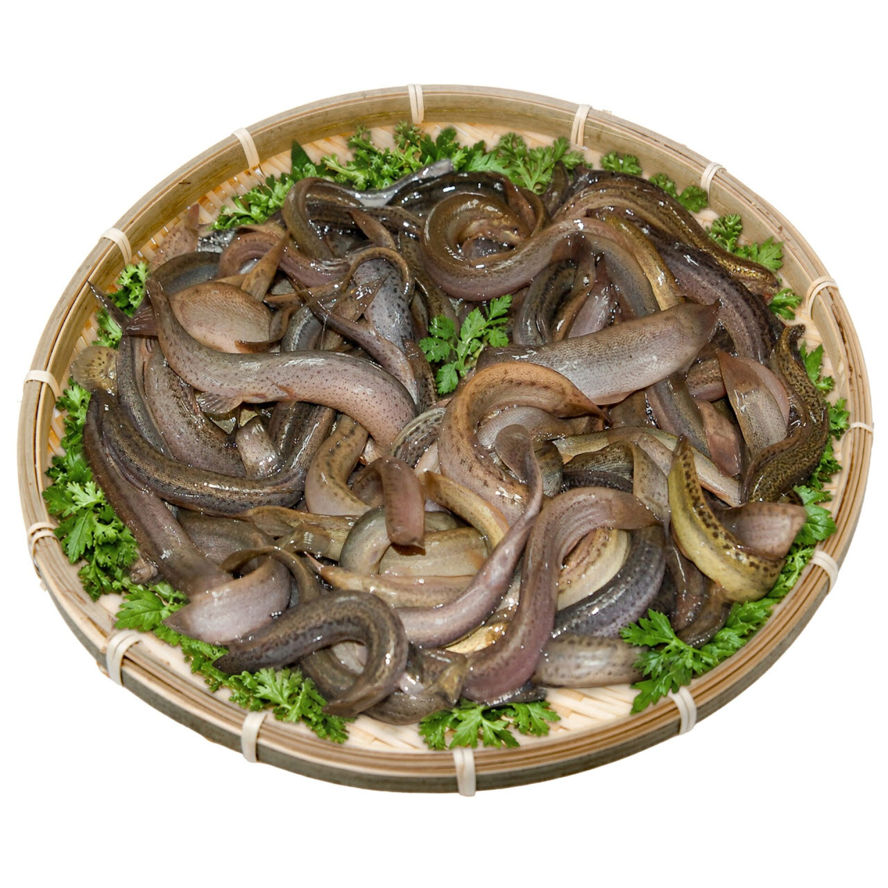 미꾸라지.(사진=해수부)