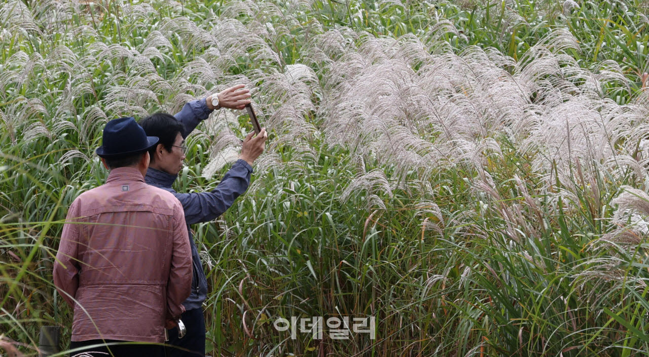 완연한 가을날씨를 보인 지난 5일 서울 마포구 하늘공원을 찾은 시민들이 억새밭을 산책하며 가을의 정취를 느끼고 있다.(사진=방인권 기자)