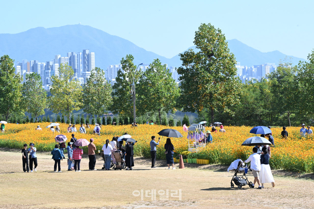 구리 코스모스 축제 현장.(사진=구리시)
