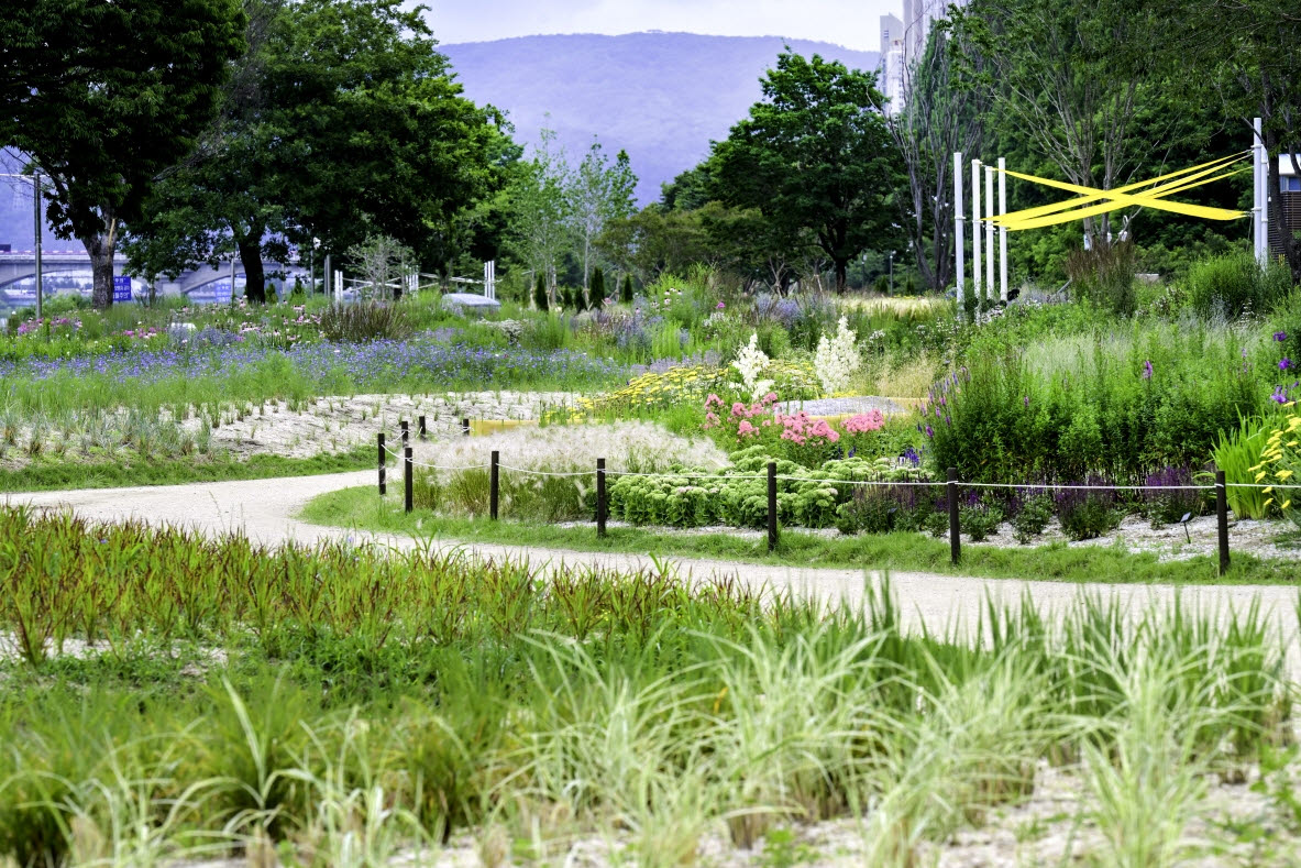 울산 태화강의 그라스정원. (사진=산림청)