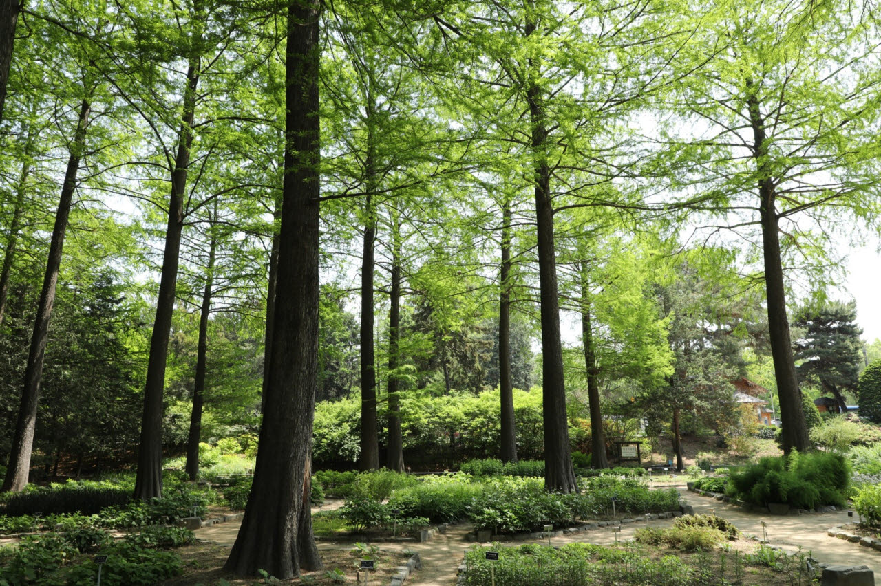 서울 동대문의 홍릉숲. (사진=국립산림과학원)