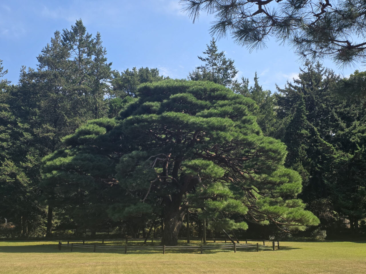 서울 동대문 홍릉숲의 최장수 나무인 반송. 일본인 아사가와 다쿠미는 홍파초등학교에 있던 반송을 홍릉숲에 옮겨 심었다. (사진= 박진환 기자)
