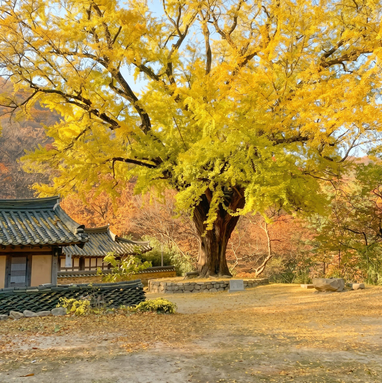 경주 운곡서원 은행나무. (사진=경북문화관광공사)