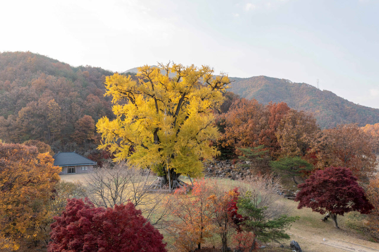 안동 용계리 은행나무. (사진=경북문화관광공사)