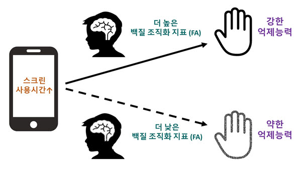 청소년 스크린 사용·억제조절력 연관성, 뇌 백질 특성 따라 달라져