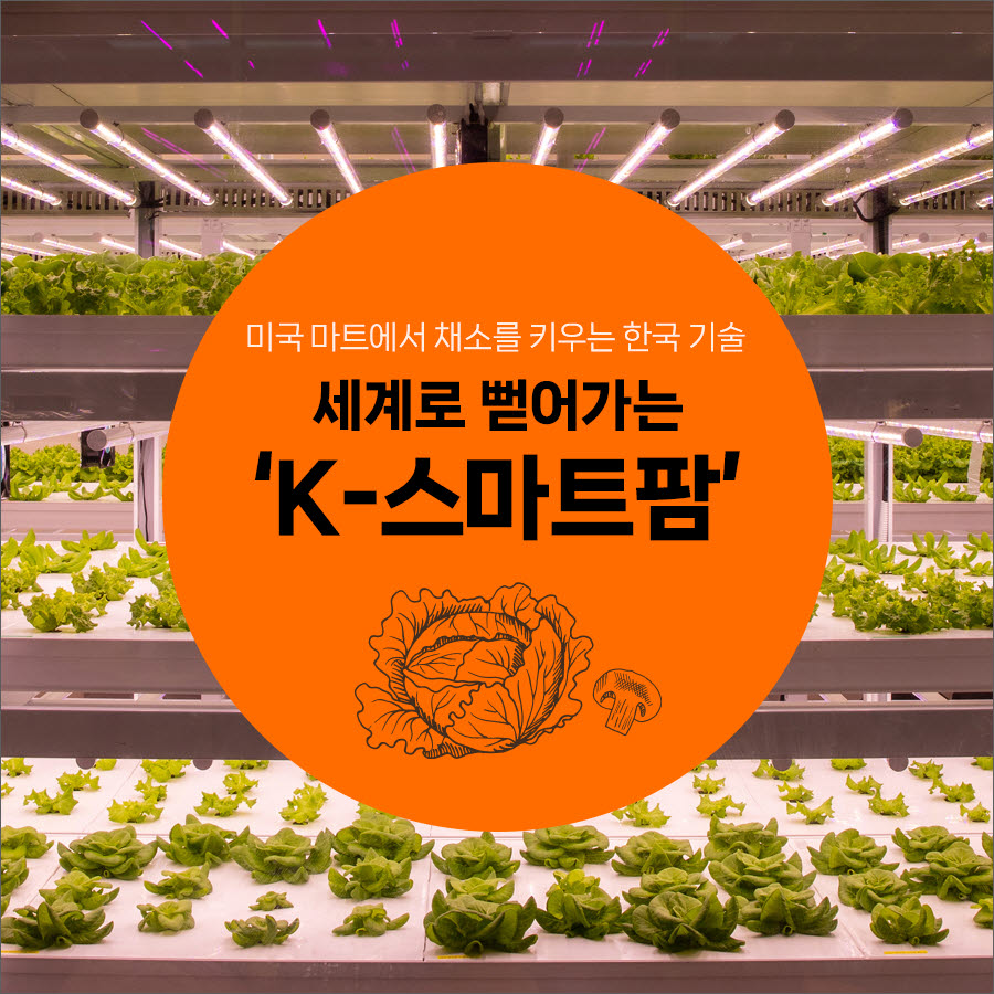 [카드뉴스] 미국 마트에서 채소를 키우는 한국 기술, 세계로 뻗어가는 ‘K-스마트팜’