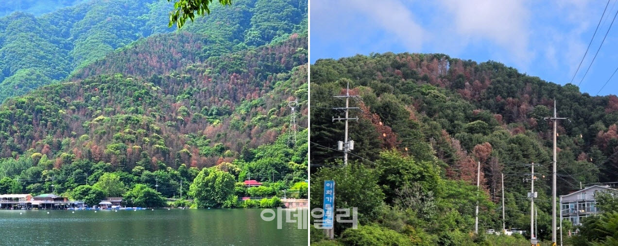 지난 6월 가평군이 촬영한 소나무재선충병 발생 현장. 초록색 나무들 사이로 재선충병을 말라 죽은 나무들이 누렇게 색이 변해있다.(사진=가평군)