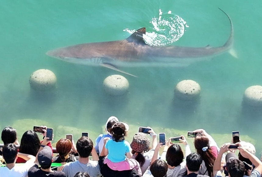 부산항 북항 친수공원 인공수로에 머물런던 상어 '부캉이'를 시민들이 촬영하고 있다. (사진=연합뉴스)