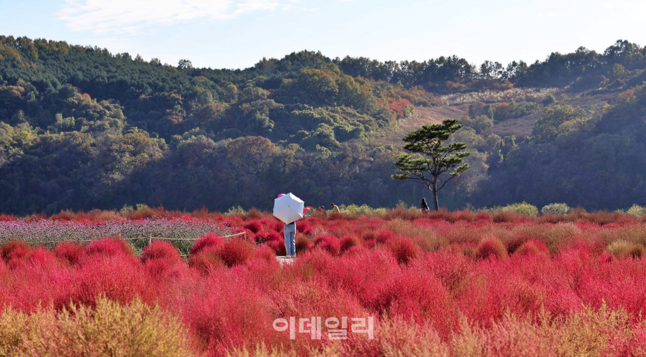 연천 임진강 댑싸리정원 입구에 설치된 나무 조형물이 가을 햇살을 받아 바닥에 입체적인 그림자를 드리우고 있다. (사진=이데일리 강경록 여행전문기자)