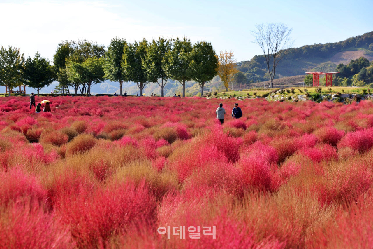 [이데일리 강경록 여행전문기자] 연천 임진강 댑싸리정원 입구에 설치된 나무 조형물이 가을 햇살을 받아 바닥에 입체적인 그림자를 드리우고 있다. (사진=이데일리 강경록 여행전문기자)