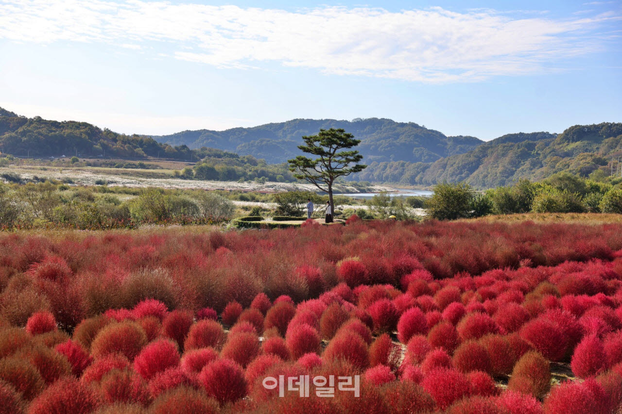 연천 임진강 댑싸리정원 입구에 설치된 나무 조형물이 가을 햇살을 받아 바닥에 입체적인 그림자를 드리우고 있다. (사진=이데일리 강경록 여행전문기자)