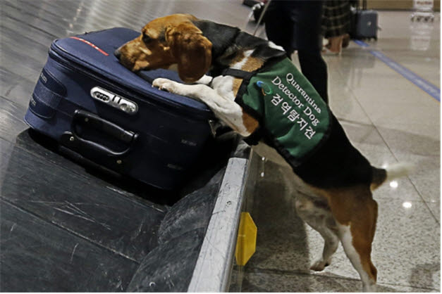 검역탐지견이 공항 수하물 처리 구역에서 여행객의 가방 냄새를 맡으며 반입 금지 농축산물을 탐지하고 있다. (사진=농림축산식품부)