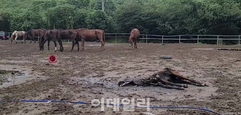 평생 달리다 늙으면 굶어죽는 경주퇴역마…“경찰기마대도 학대 당해”[댕냥구조대]