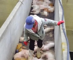 값싼 돼지고기 뒤 새끼돼지 내려쳐 죽이는 도태가 있다