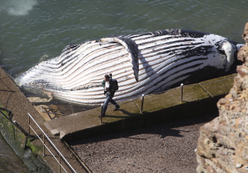 호주 해변으로 떠내려온 `무게 30톤 고래`..어쩌다?                                                                                                                                                        
