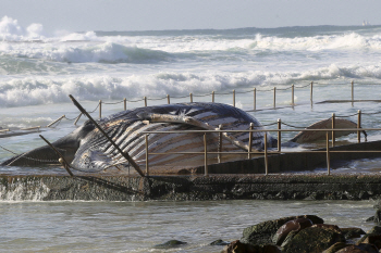 혹등고래 사체 발견, 호주 당국 조사에 나서                                                                                                                                                         