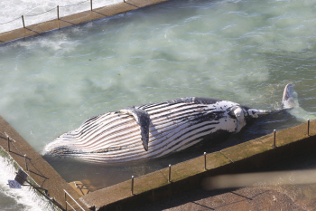 혹등고래, 사망원인 `불명`                                                                                                                                                                         