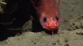 `심해 해양생물` 붉은 콧수염 자랑하는 물고기                                                                                                                                                       