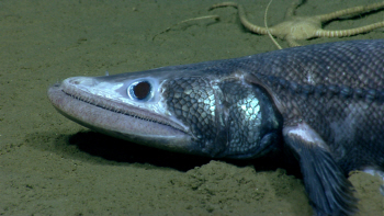 `심해 해양생물` 두꺼운 입술의 괴상한 물고기                                                                                                                                                       