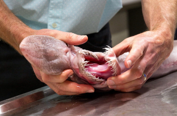  호주 마귀상어, 긴 코+날카로운 이빨 `기괴`                                                                                                                                                        