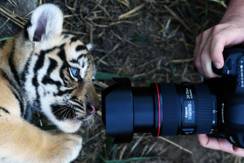  `나만 바라봐`..새끼 벵갈호랑이의 카메라 욕심                                                                                                                                                     