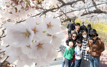 아름다운 벚꽃, 내년 봄에 다시 만나요!                                                                                                                                                             