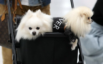 ‘2020 코리아펫쇼’로 산책 나온 강아지들                                                                                                                                                          