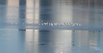 얼음 위에서 휴식하는 새들                                                                                                                                                                         