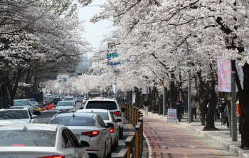 '여의도 벚꽃길, 1일부터 교통통제'                                                                                                                                                       