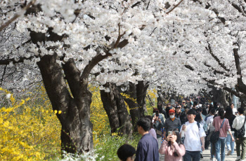 '여의도 벚꽃길 산책하는 시민들'                                                                                                                                                         