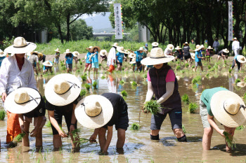 양재천 벼농사 학습장에서 모 심는 아이들                                                                                                                                                           
