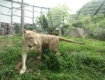  초목이 반가운 백사자                                                                                                                                                                             