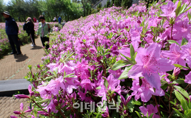 선홍빛 '철쭉 축제'                                                                                                                                                                      