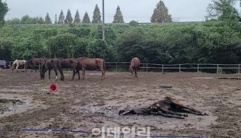 평생 달리다 늙으면 굶어죽는 경주퇴역마…“경찰기마대도 학대 당해”