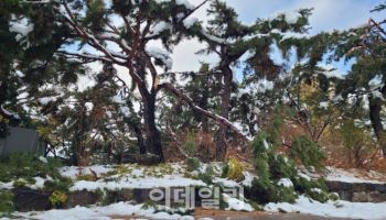 국가유산청-산림청, 궁궐·조선왕릉 나무들 폭설 피해 복구