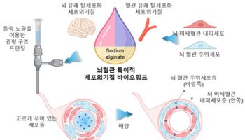 서울대카지노칩 추천-POSTECH, 3D 뇌혈관 장벽 모델 개발