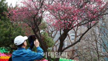 춘분에 홍매화 활짝