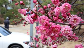 활짝 핀 홍매화