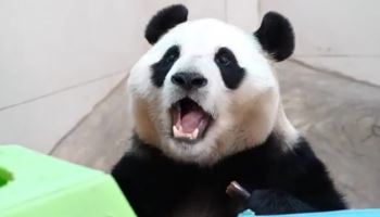푸바오, 드디어 얼굴 본다...덜덜 떤 지 4개월 만