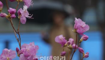 꽃과 함께 봄비