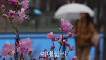 진달래와 함께 봄비