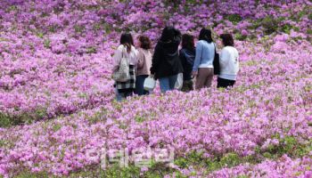 봄꽃 절정 '불암산 철쭉제'