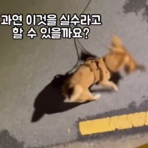 "반려견이 길고양이 물어죽이는데 지켜보기만"...견주 고발