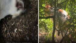 나무토막 먹여 죽여”…길고양이 밥주기 자율VS민폐 논란[댕냥구조대]