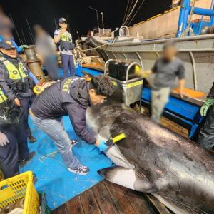 군산 앞바다서 5m 밍크고래 혼획…3610만원에 낙찰
